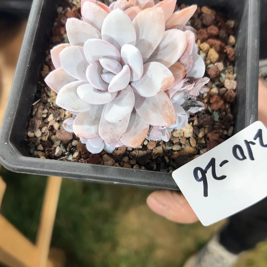 ?***?210-26雪莲多头多肉