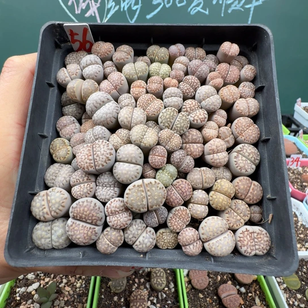饼干切糕带盆土 56