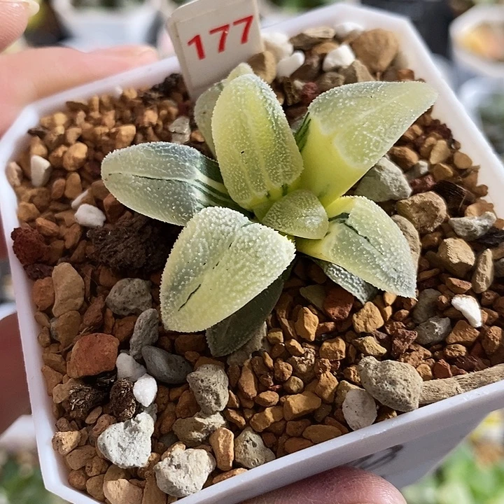 177铁道白银寿一物一拍