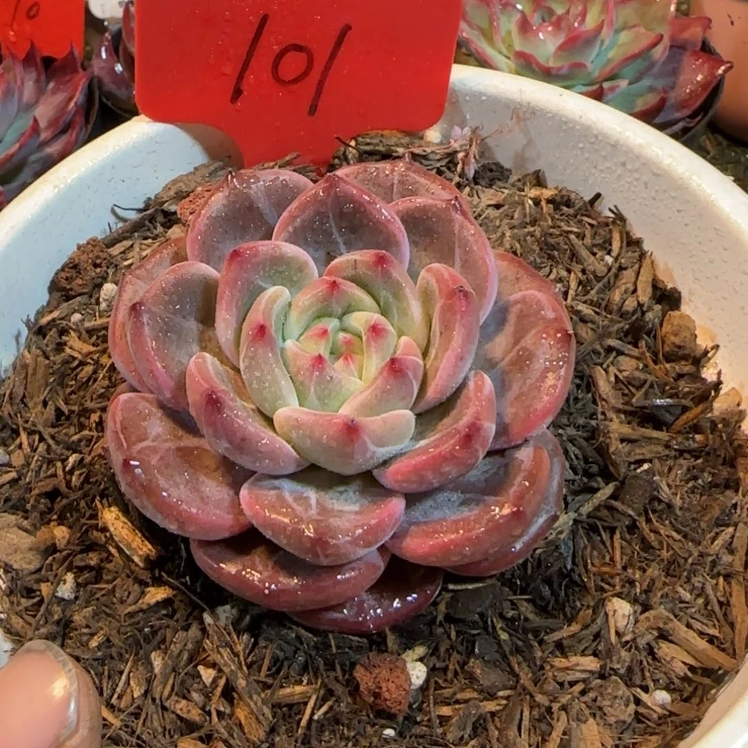 夜魔侠101一物一拍包装收缩花旱