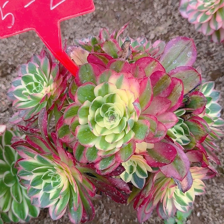 5-2海王多肉法师