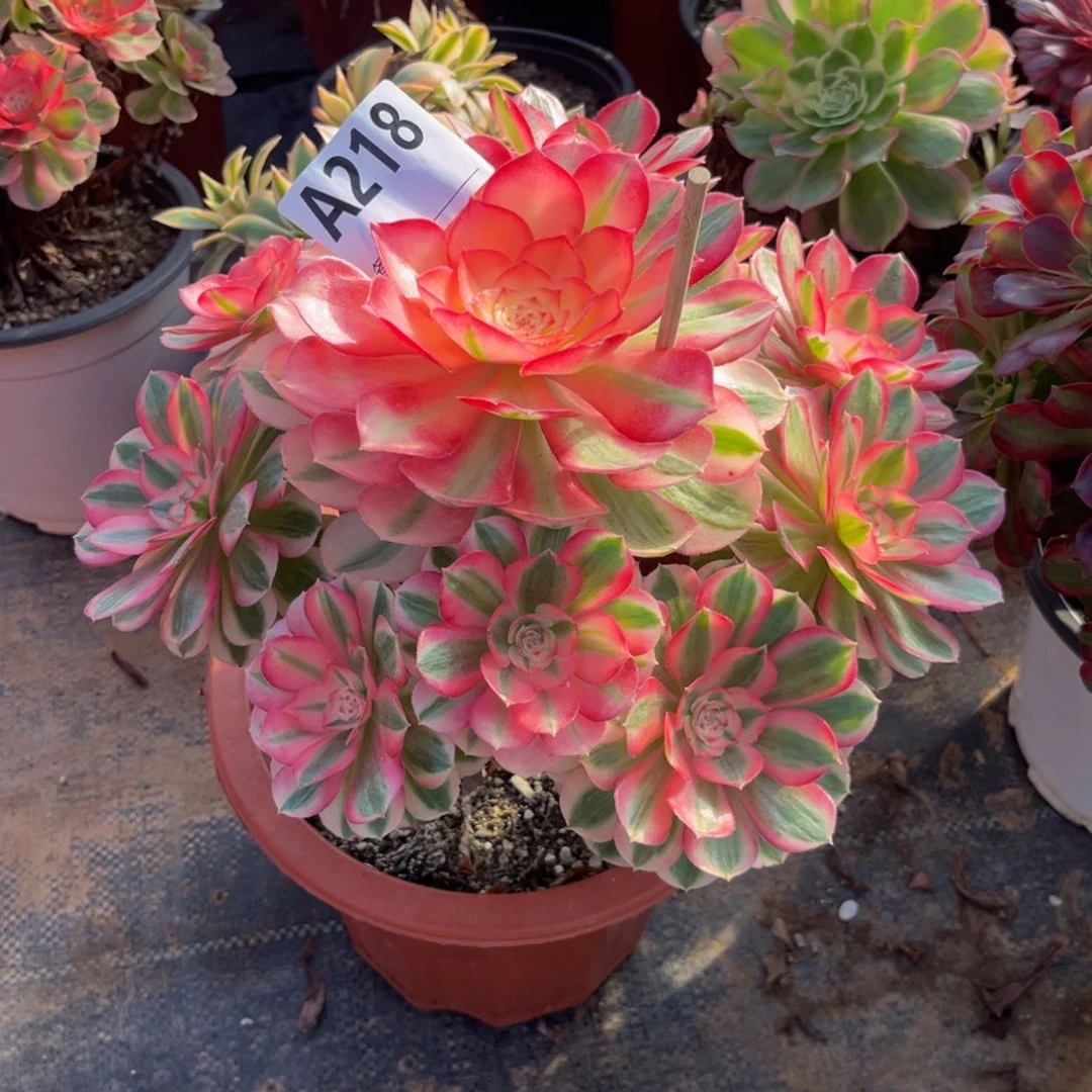 多肉植物倾城218多肉