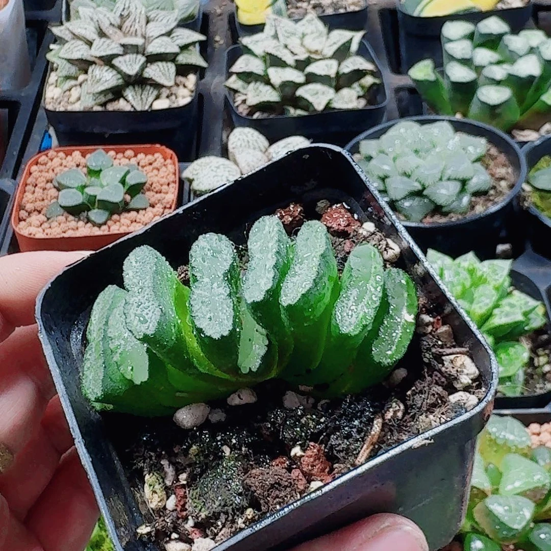 无花朵十二卷 西明黑 开播福利