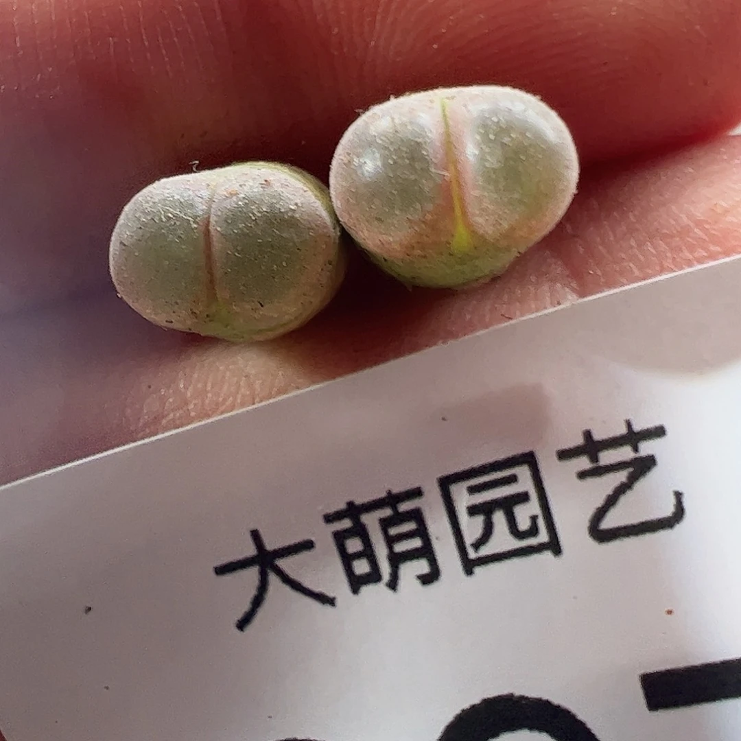 0000397 一物一拍春见风铃
