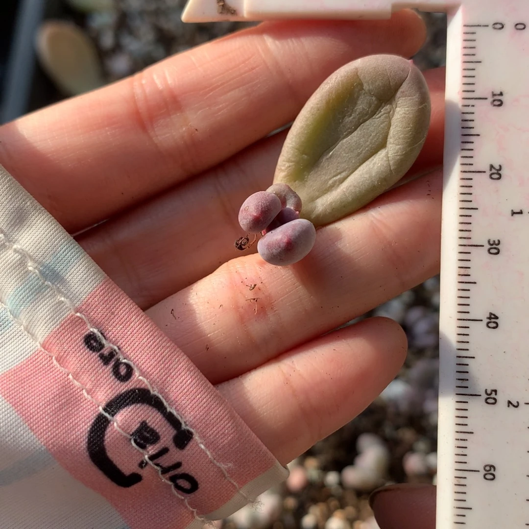 韩国彩虹奶酪多肉彩虹