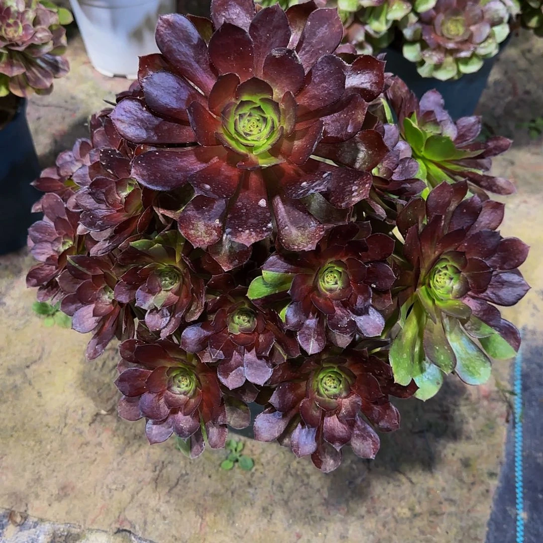 老庄黑美人法师58.8