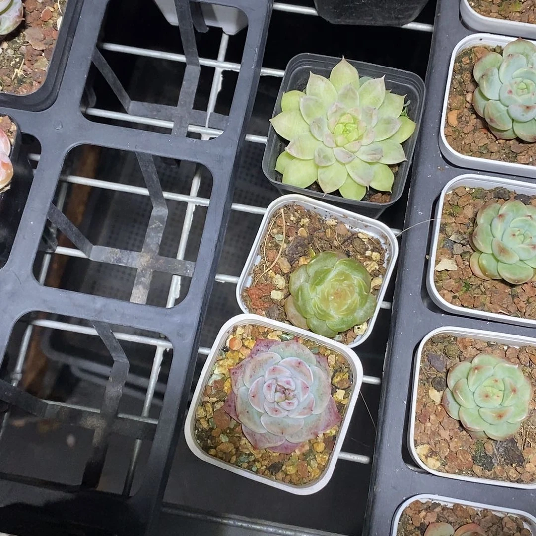 多肉植物3颗一起好好