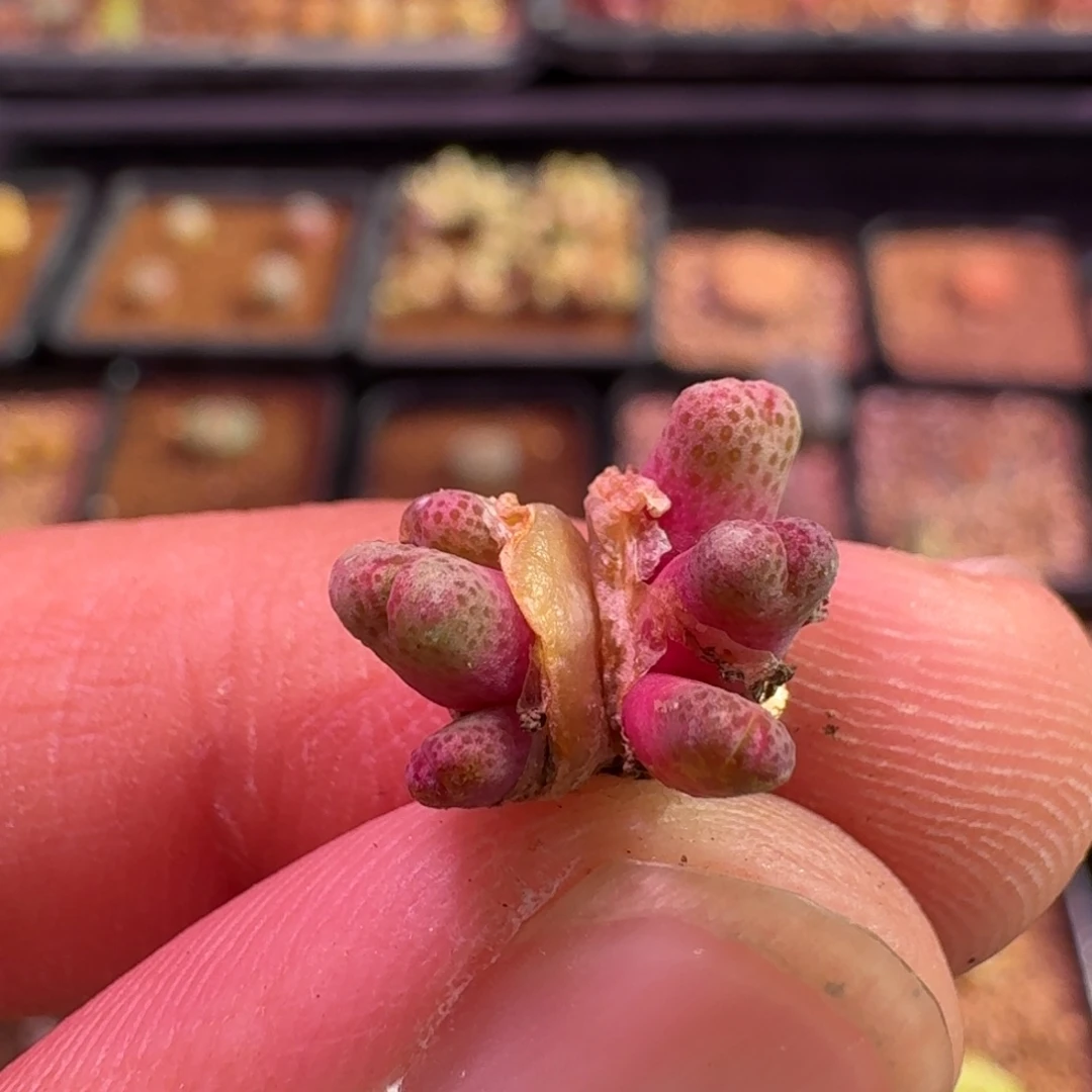 六***乐云缦精品番杏 17.24