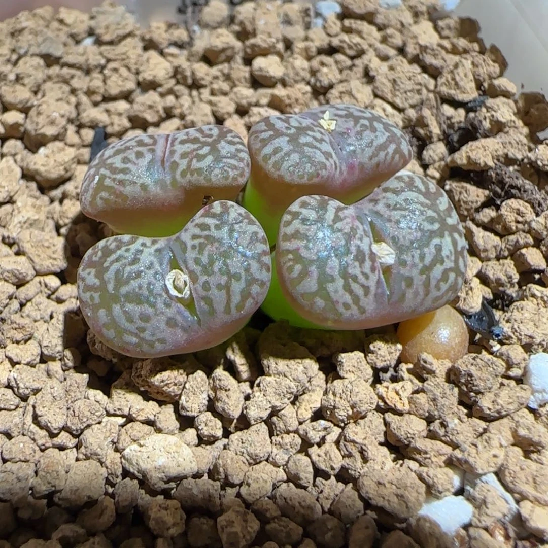 肉锥多肉植物组合-勋章834
