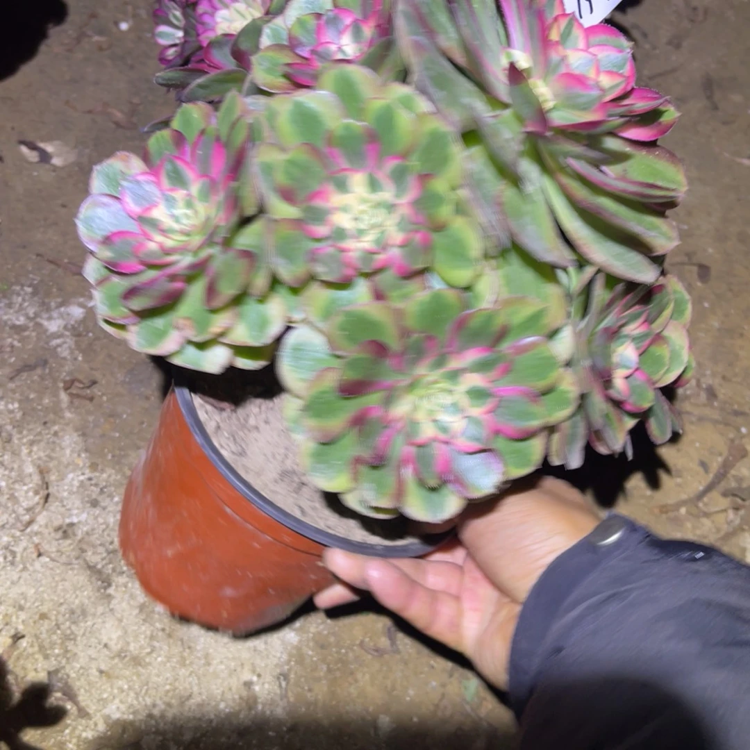 12-13-33玉姿法师锦