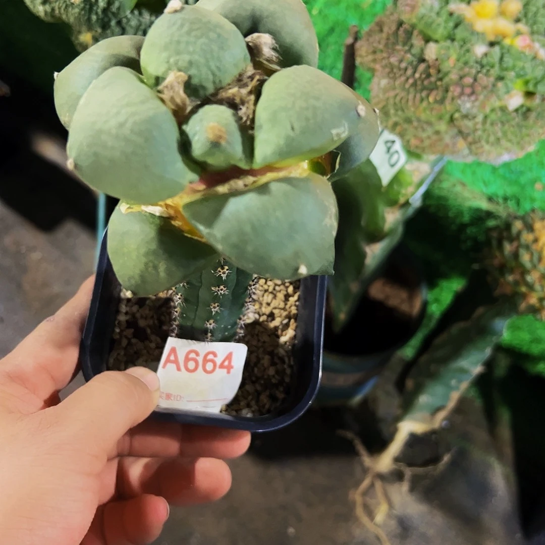 心***海无花朵福利达摩664