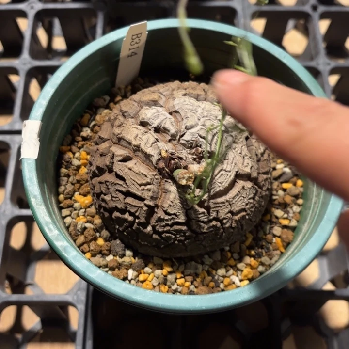 314南非龟甲龙带盆