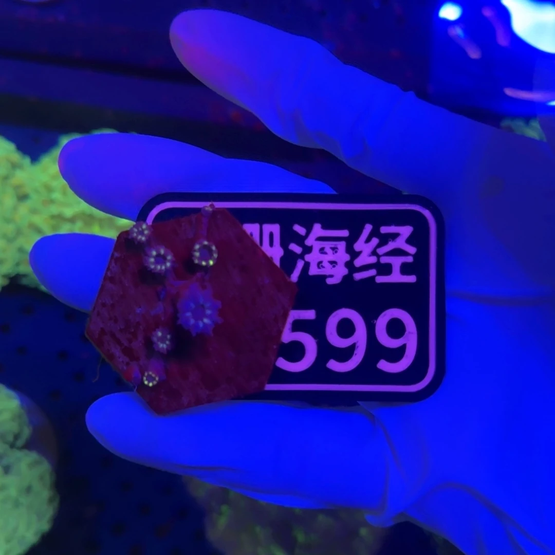 刘***呢纽扣珊瑚又又不包邮大手星花D599