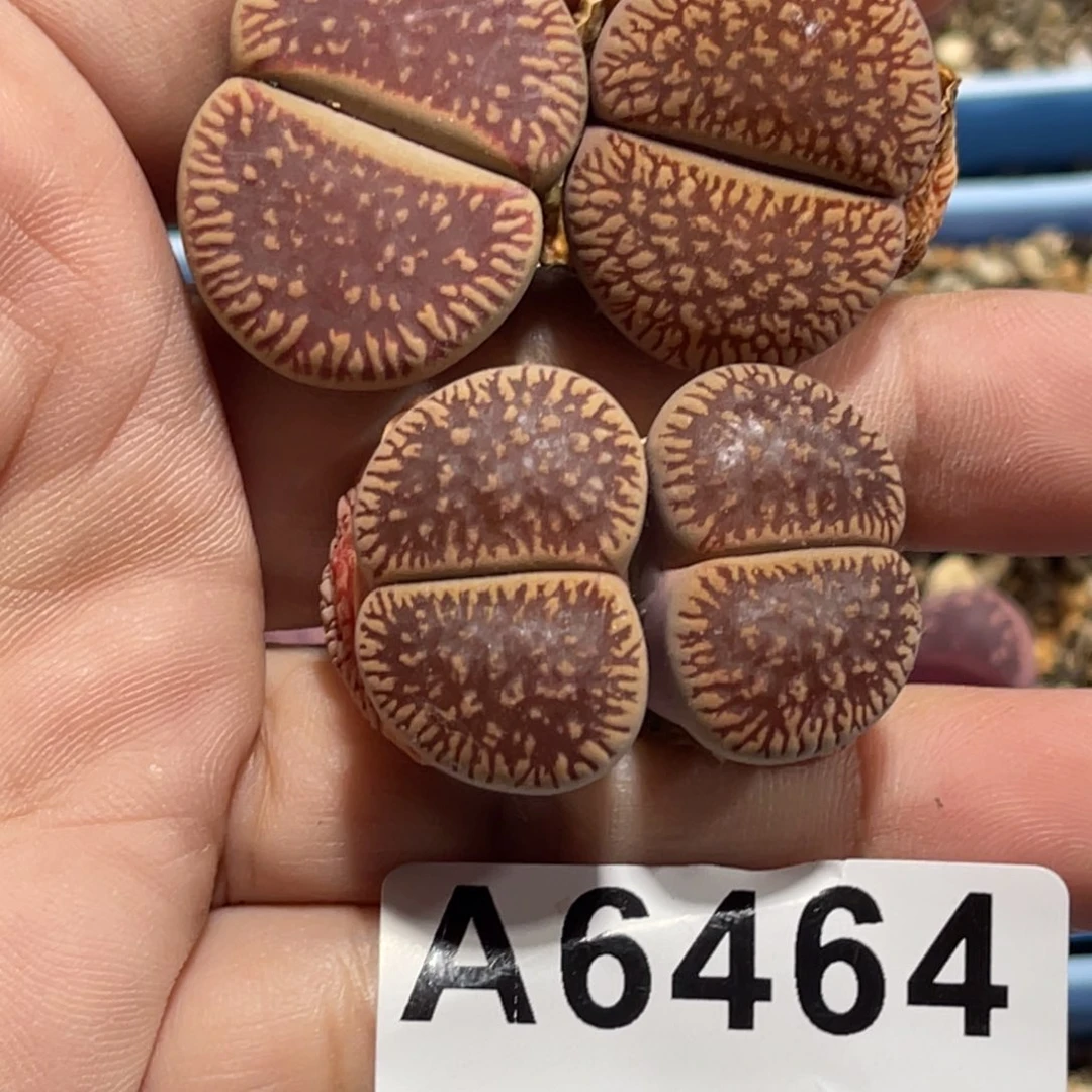 @***?6464红流水2双头1