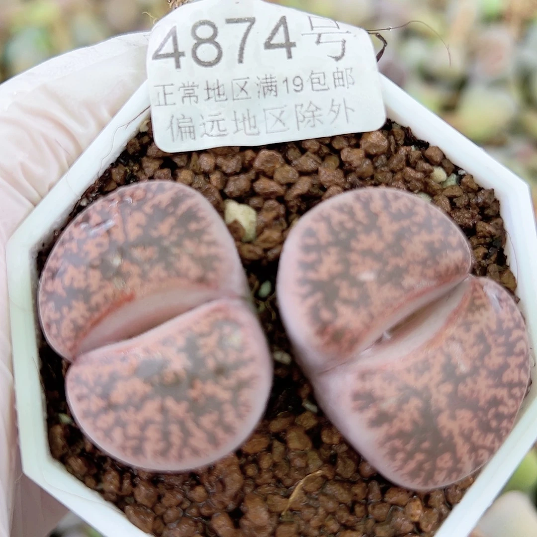 4874 好养易活生石花大母本