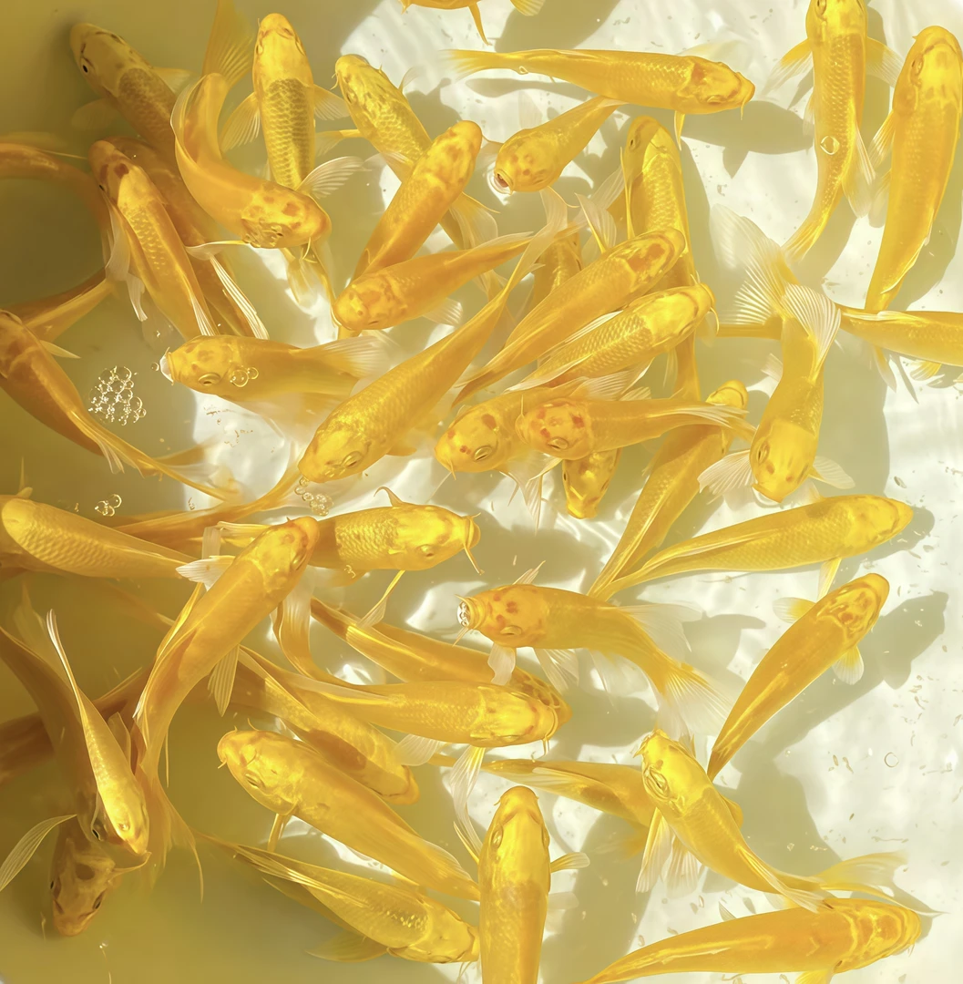 台湾黄金蝴蝶鲤招财风水金锦鲤观赏鱼冷水鱼长尾大鳍鱼苗鱼活体