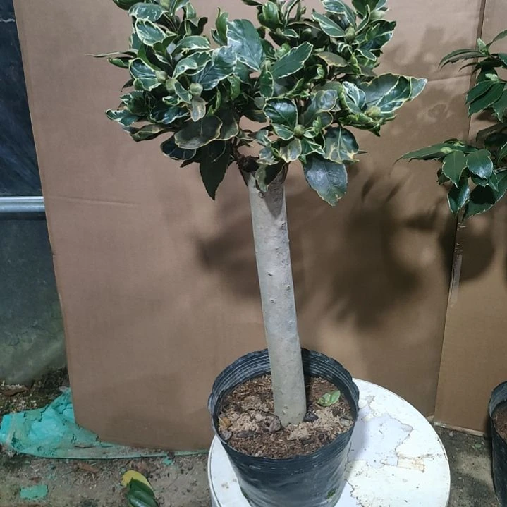469金边白天鹅，原盆原土发货，不包邮
