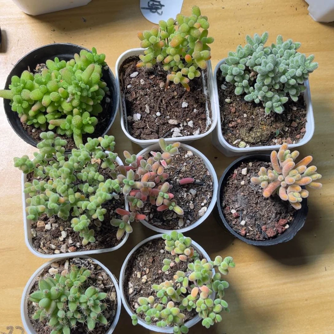 001新手套餐8颗组合