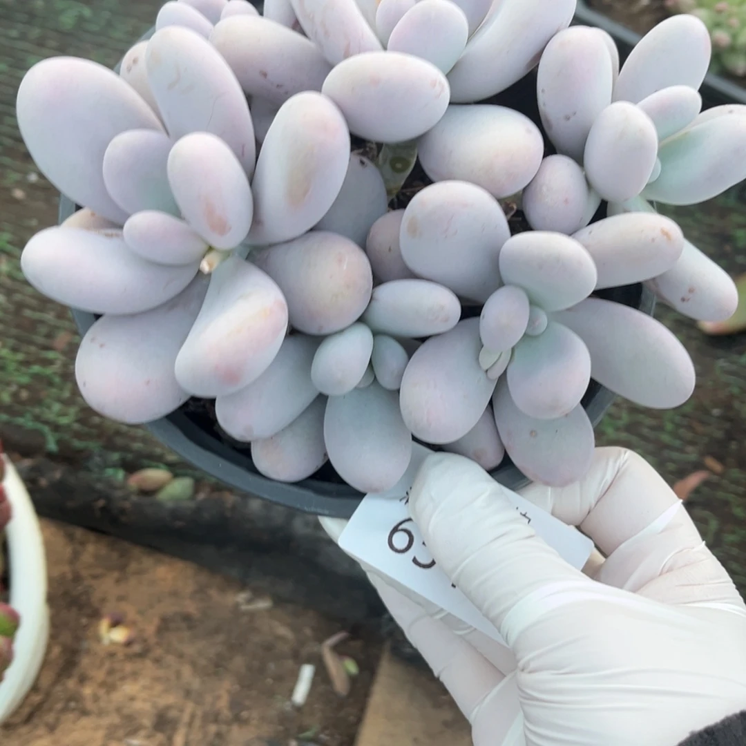 654原始奶群多肉植物……
