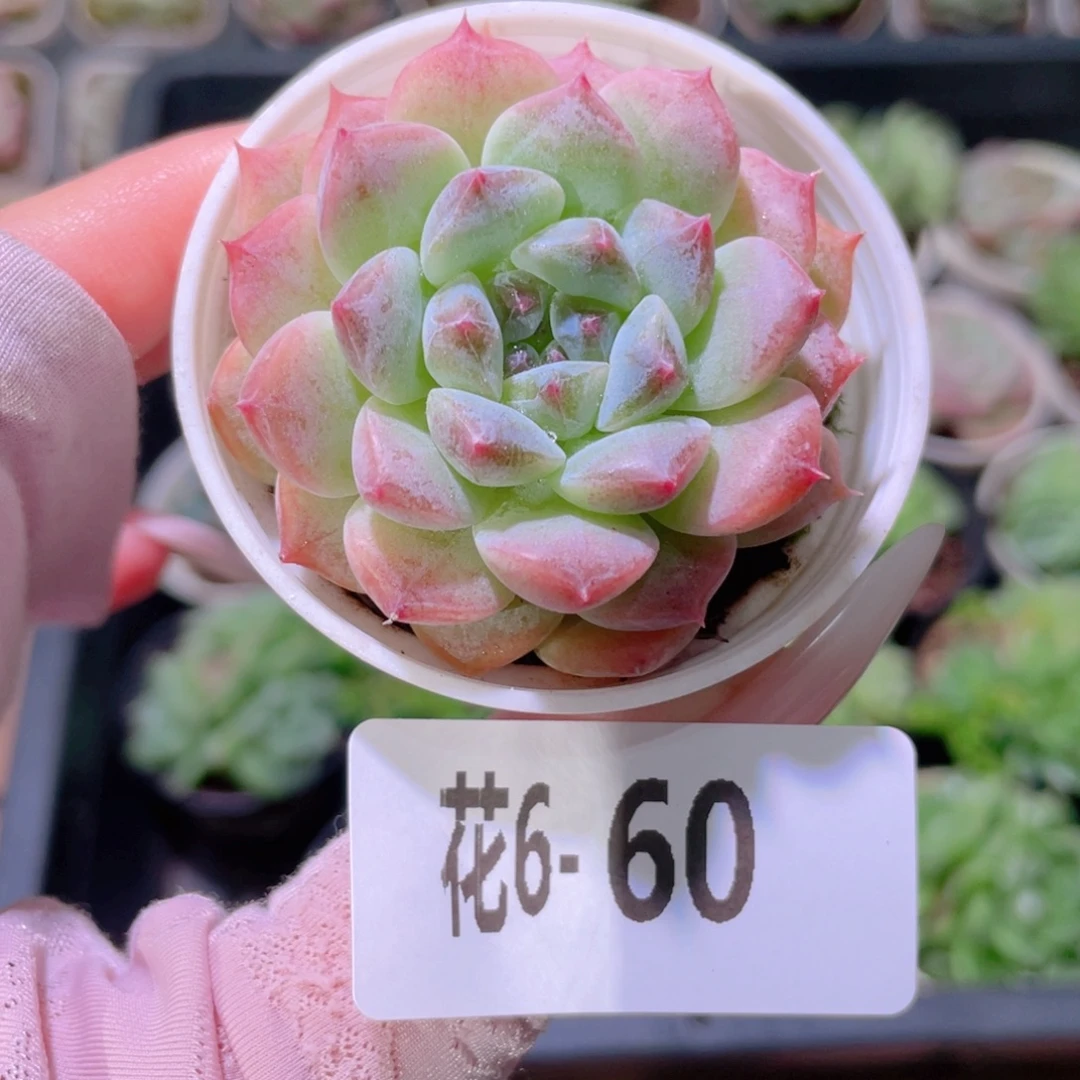 花利美6-60秘境冰魄