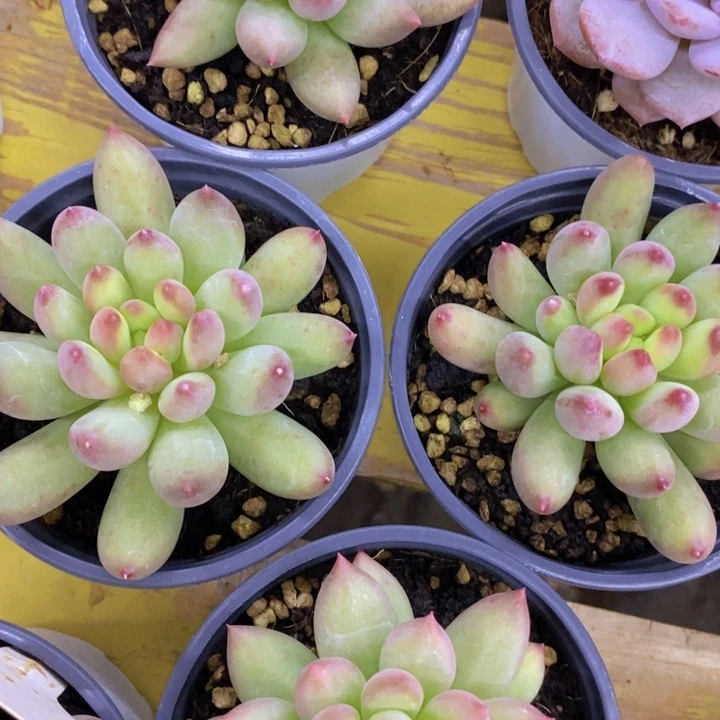 开心多肉2周年快乐