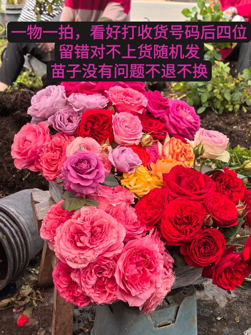 大花耐寒耐热棒棒糖月季庭院阳台盆栽地栽树桩月季