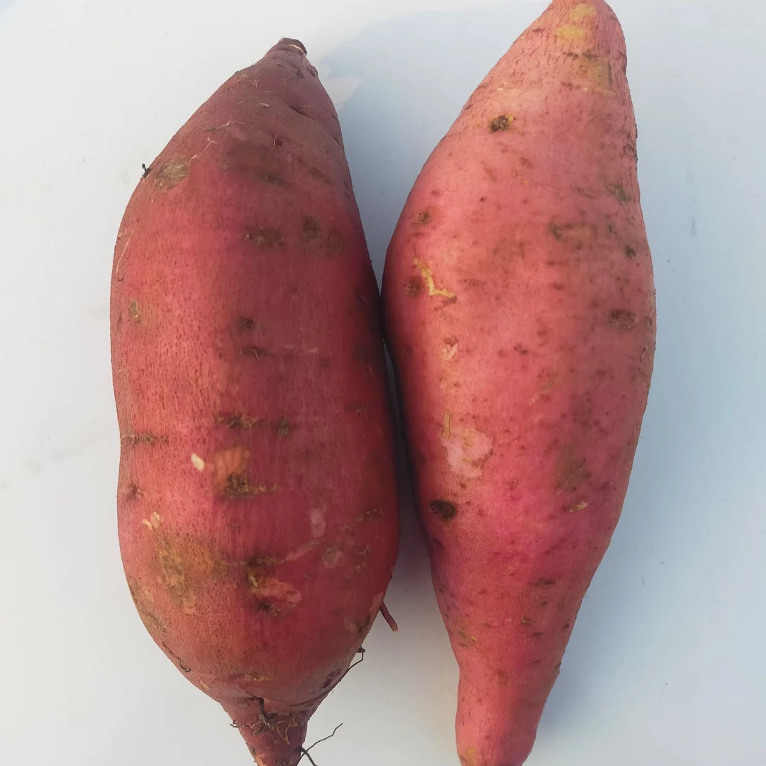 苏北红薯【守根家庭农场】新鲜现挖黄心红薯软糯香甜农家美味