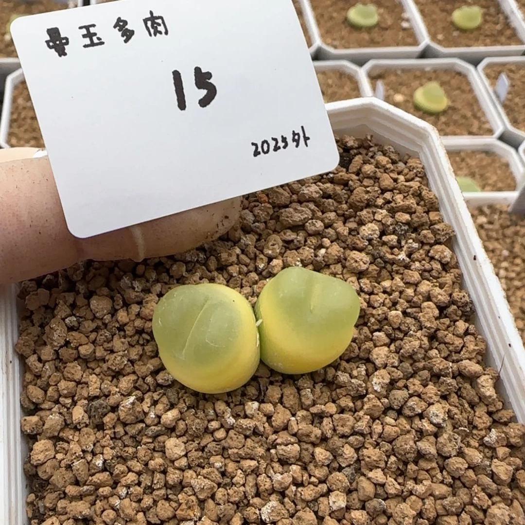呦**ζ多肉多肉多肉2025-015