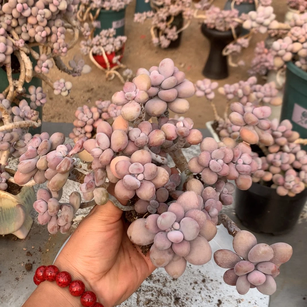 断头福利50号不带盆