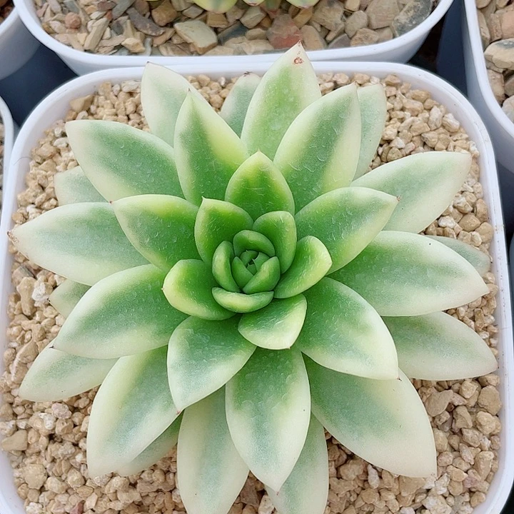 阿卡锦。锦龙园艺13