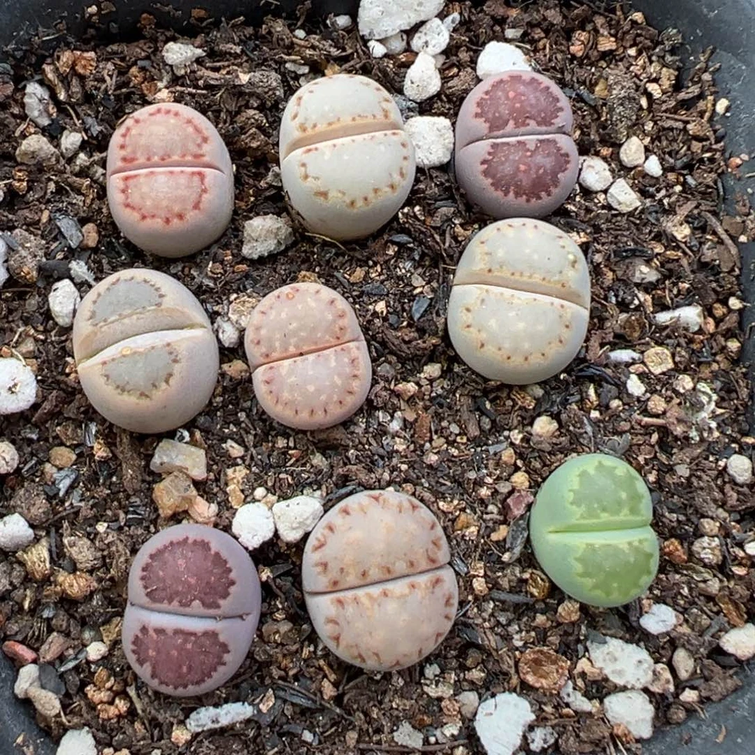 11.20好看的多肉脱土发货910