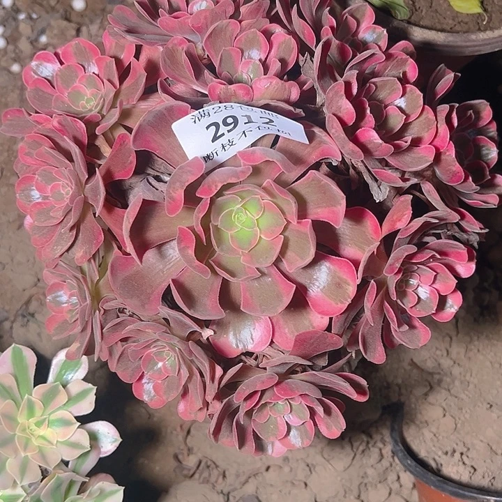 2912爱神多肉植物保护