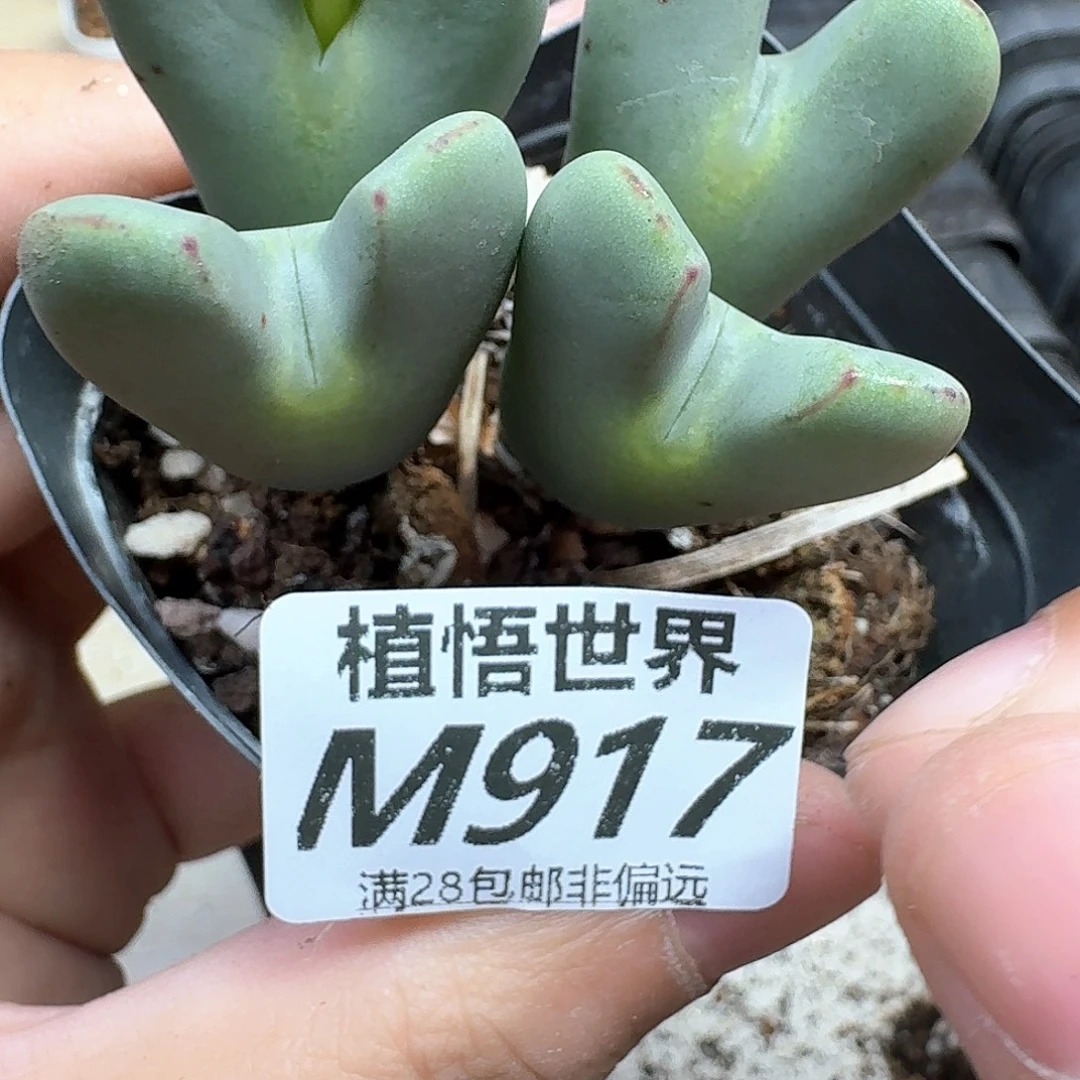 多肉植物的润泽是的