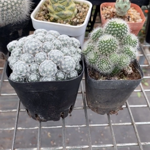 倩*组合2颗7仙人球