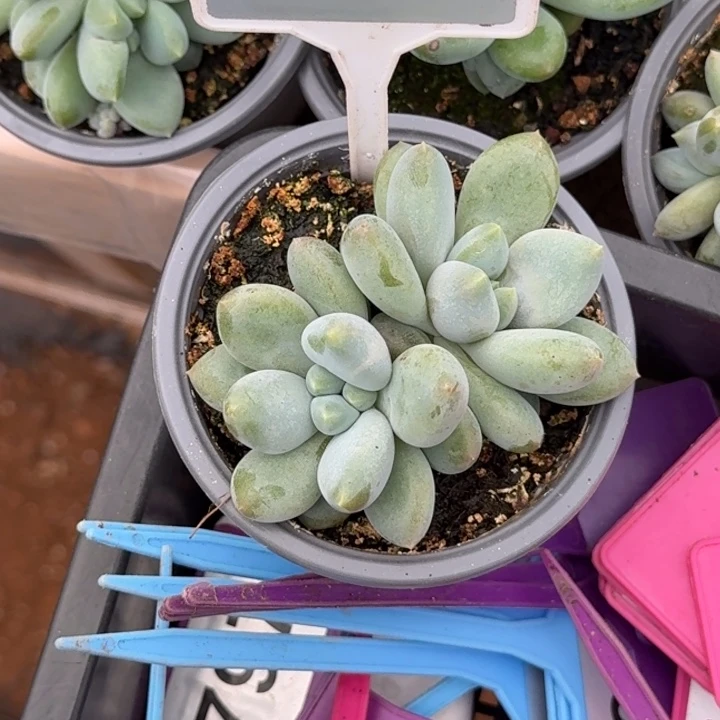 多肉植物胖体哥特644