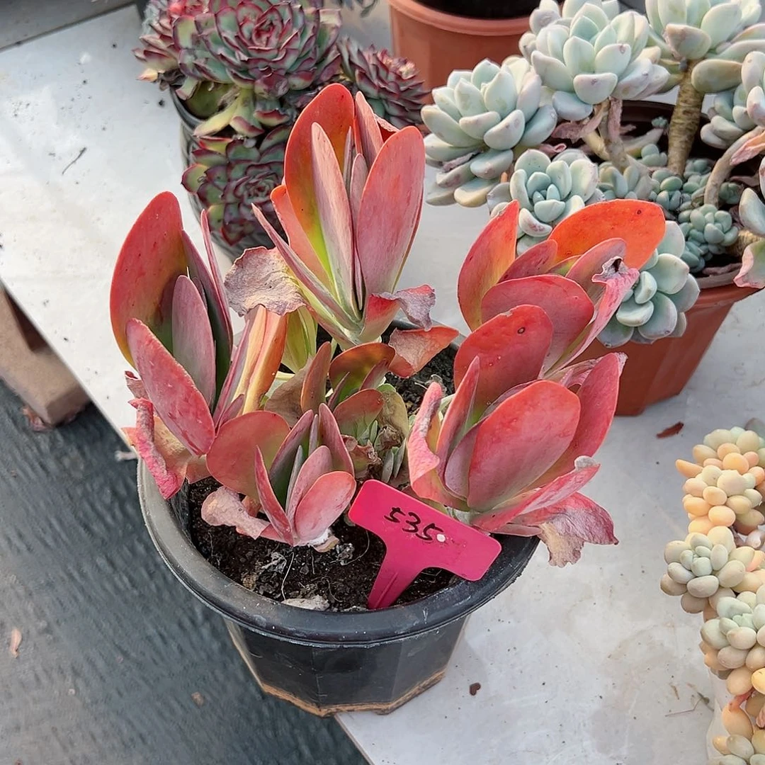 清**香535唐印多肉