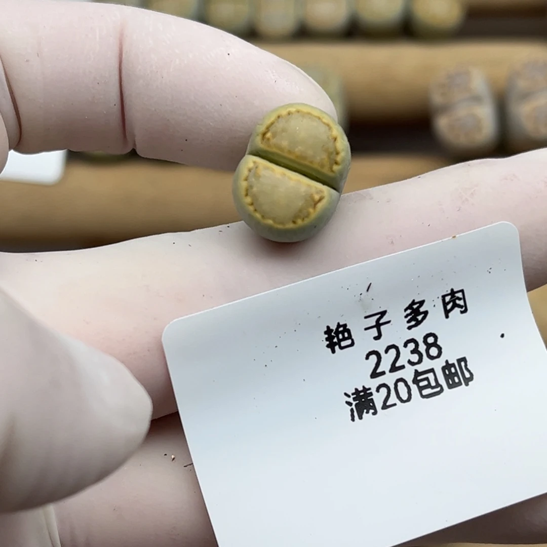 2238号一棵黄绿饼干