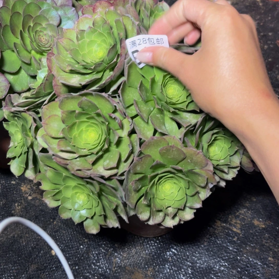 106多肉植物一物一拍