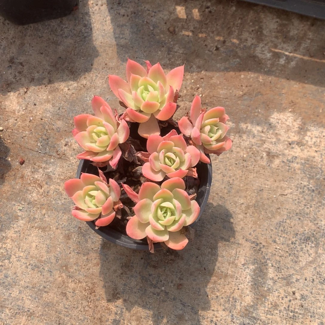 我是第十二次被抓