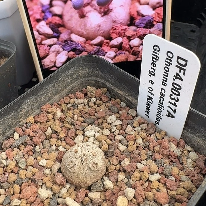 熔岩格加带盆发7cm盆