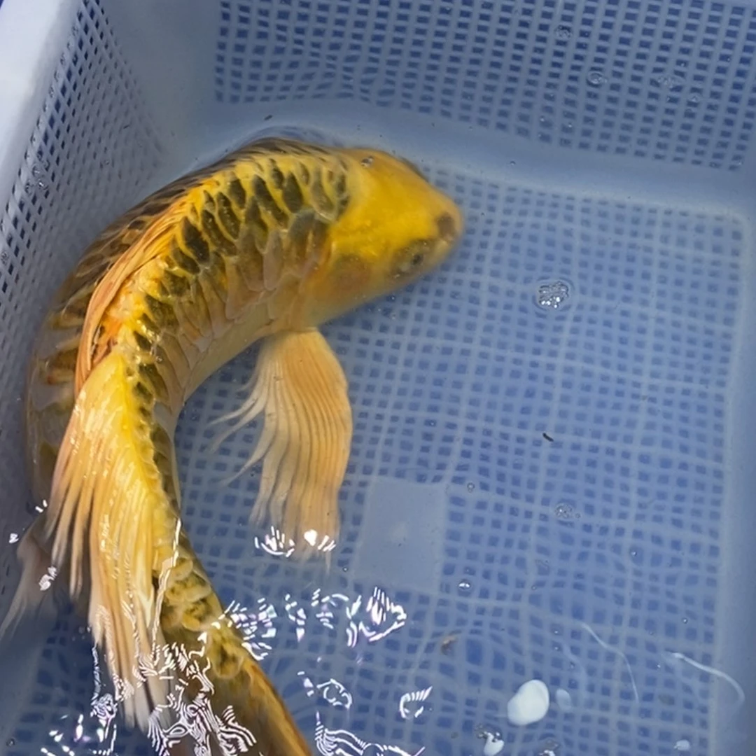 锦鲤锦鲤（无开箱视频不售后）开衩掉鳞属于正常现象 介意别拍