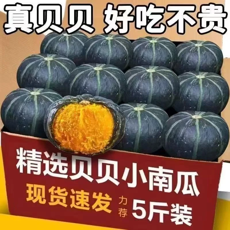 正宗贝贝南瓜粉糯香甜新鲜现摘