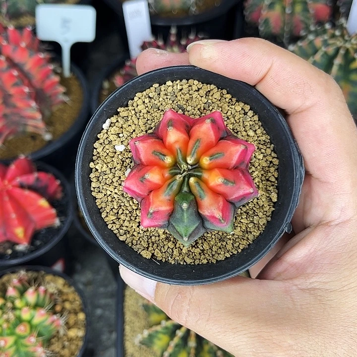 孔雀开屏锦一物一拍02