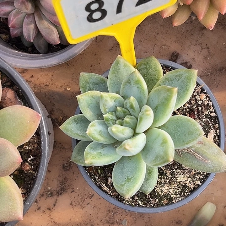 多肉植物波光美人872