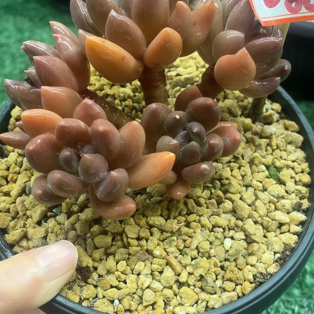 086一物一一拍一拍