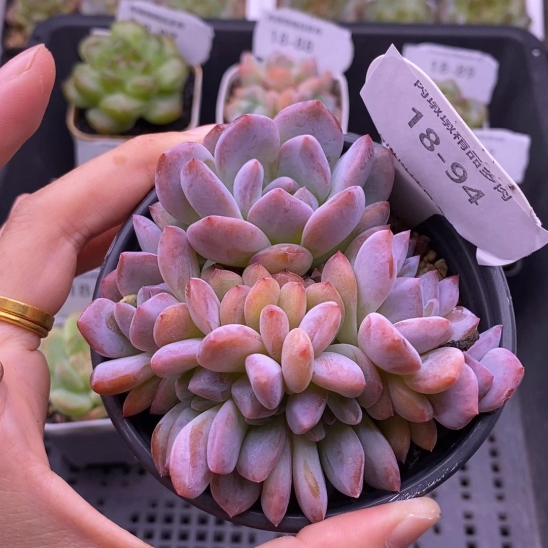 【闪购商品】18-94