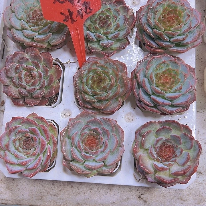 彩虹冰魄19包邮多肉