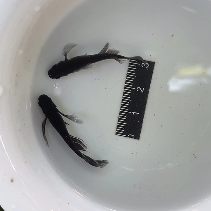 L***乐2.5-3.5厘米淡水公母搭配长大蛇2