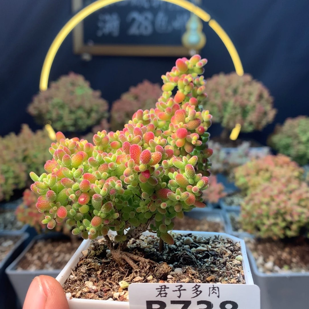 738蜜橘。