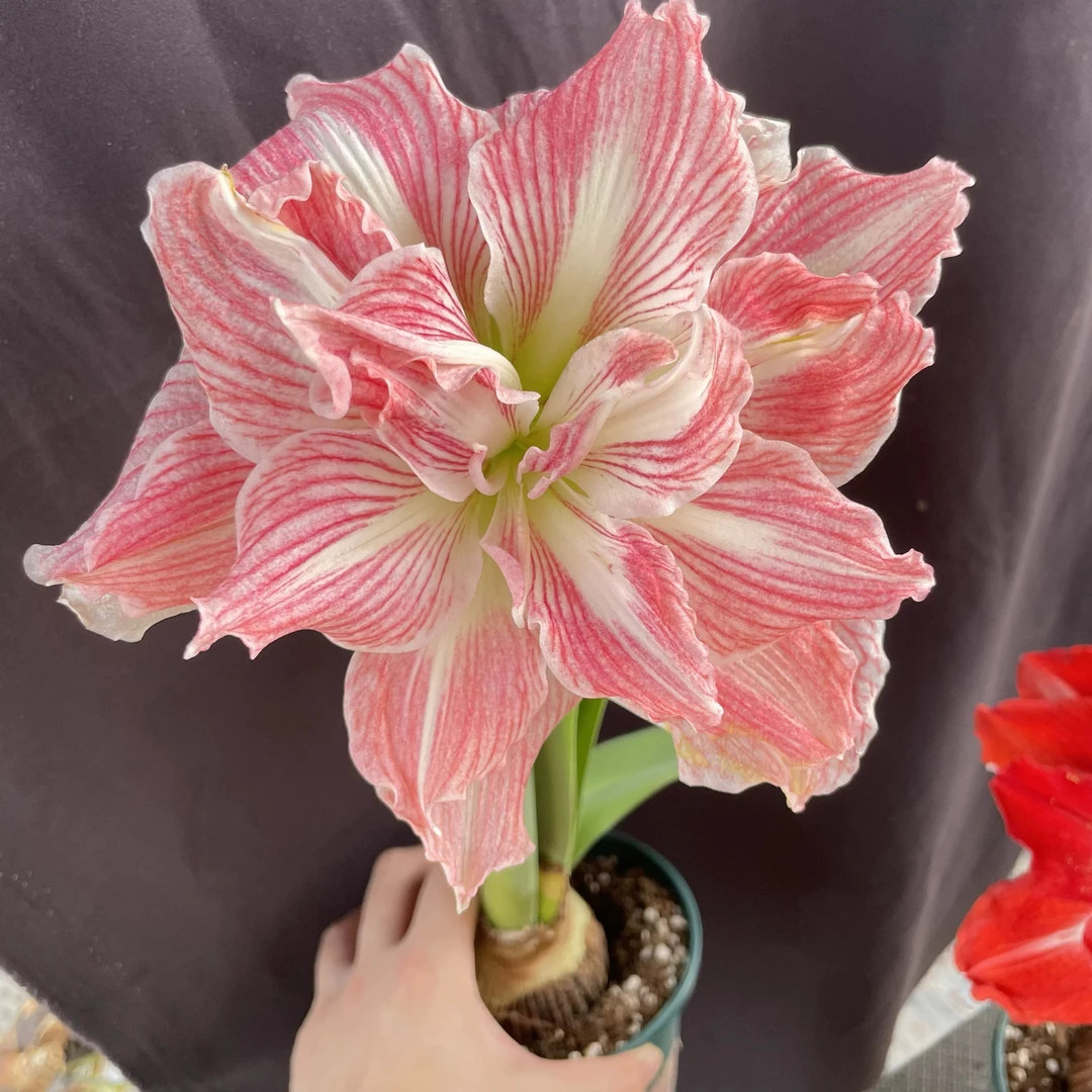 【漂亮女神/美丽仙女】荷兰进口朱顶红种球多年生重瓣大花粉色裸球1